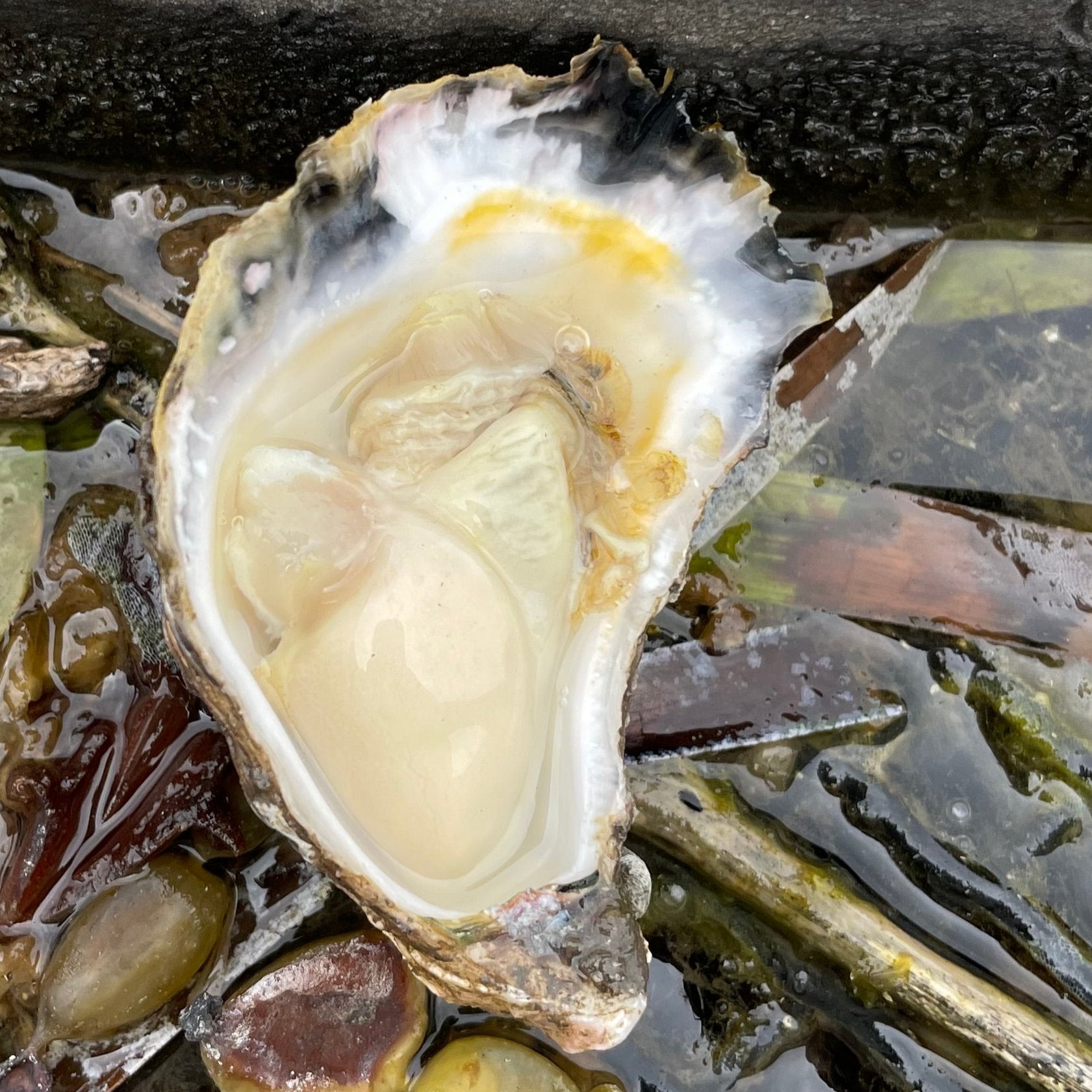 SYDNEY ROCK OYSTERS - RESTAURANT - UNOPENED – Broadwater Oysters